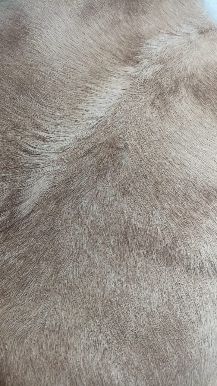Détail du grain