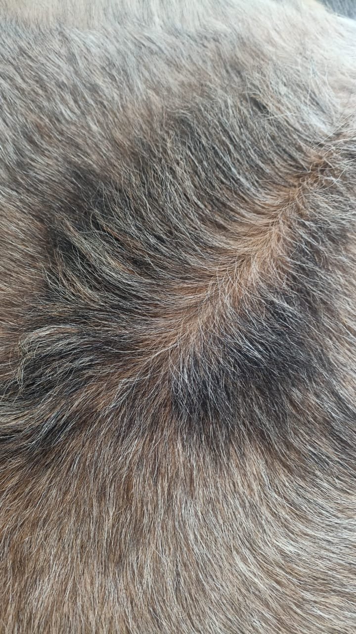 Détail du grain