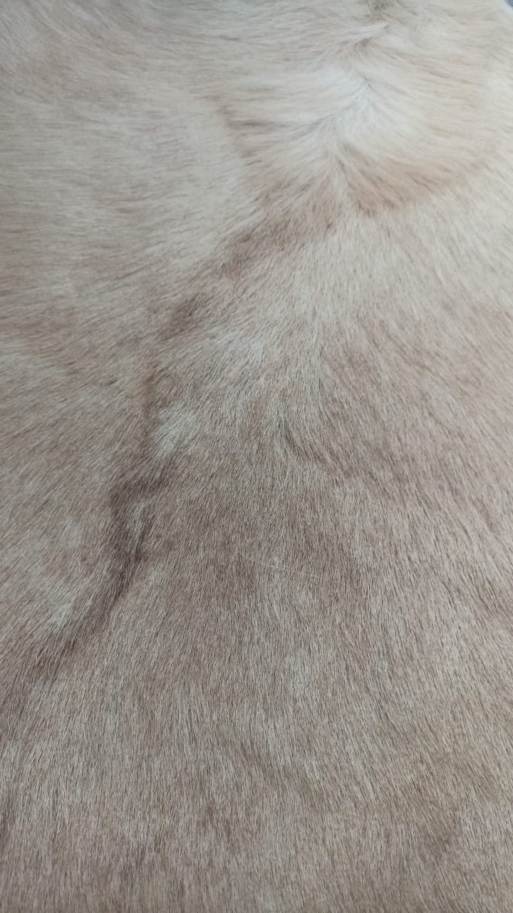 Détail du grain