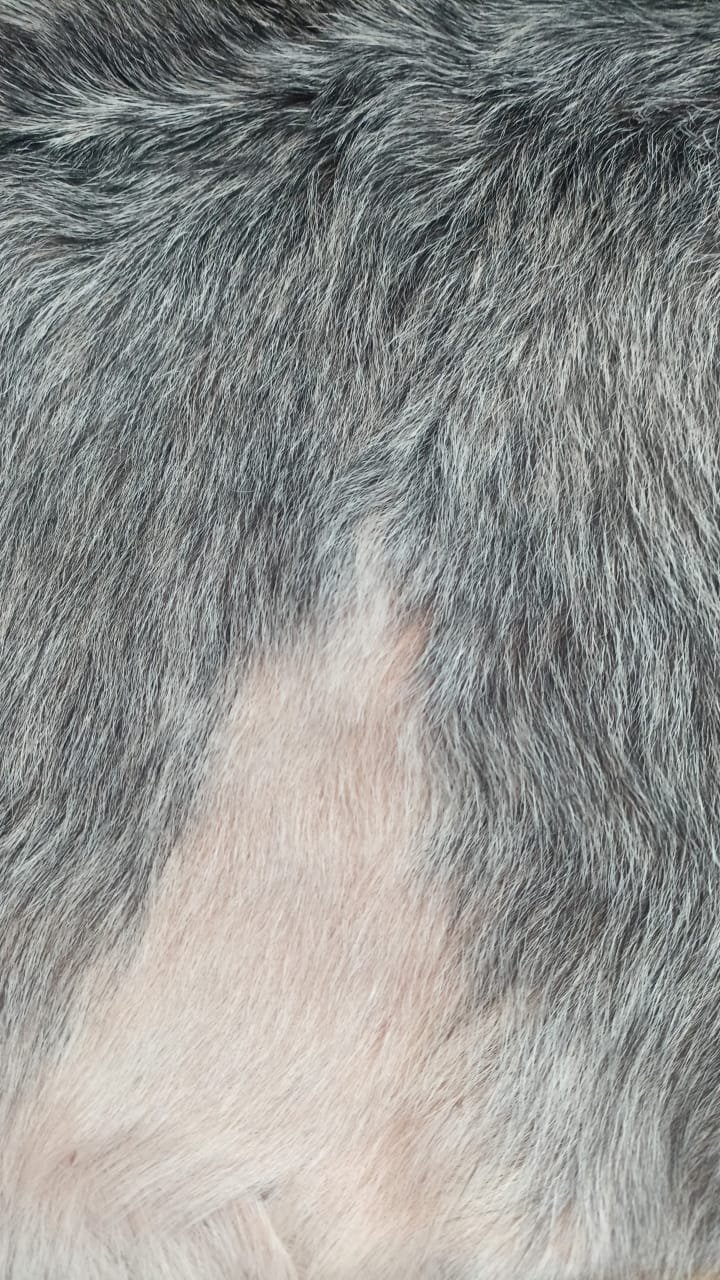 Détail du grain