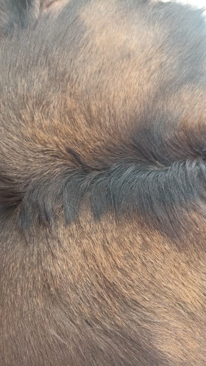 Détail du grain