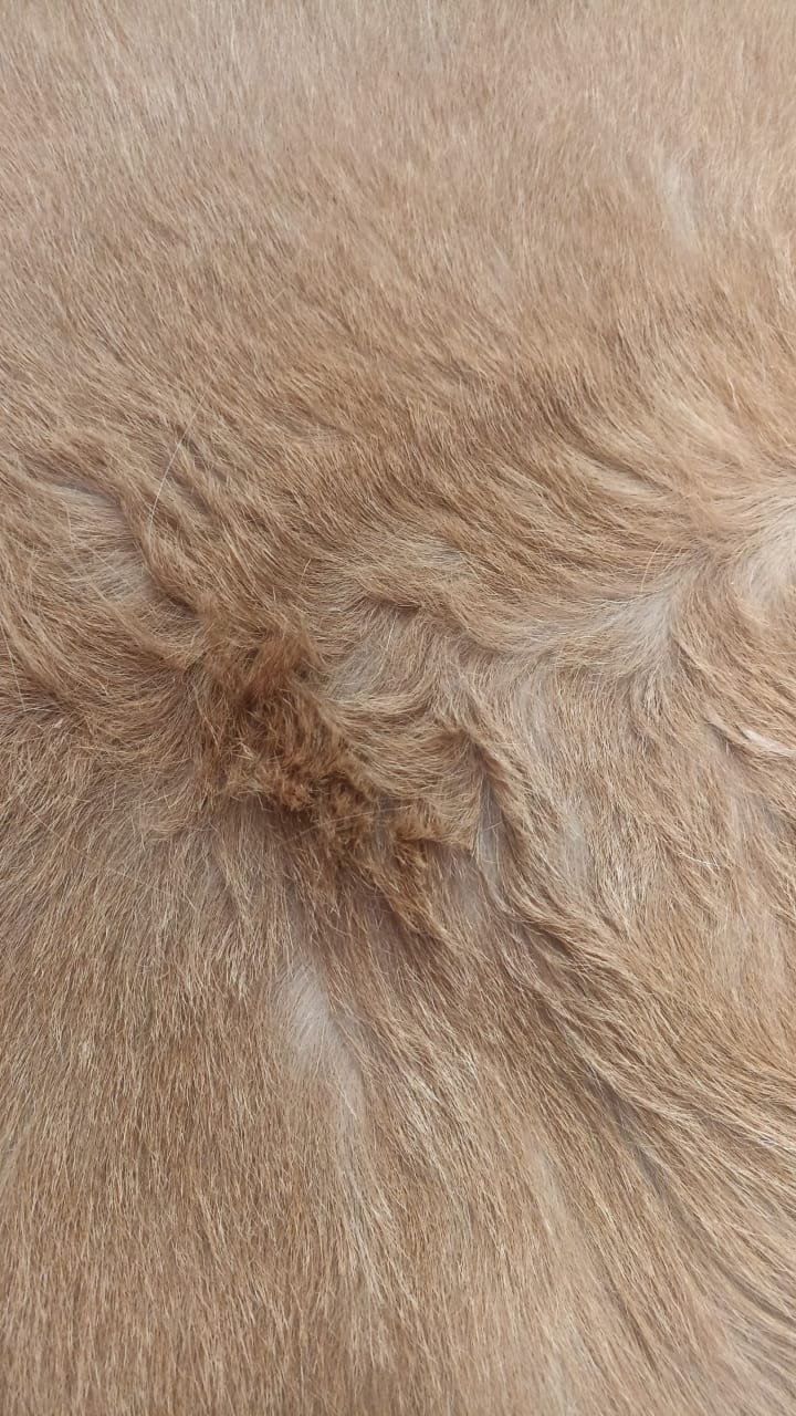 Détail du grain