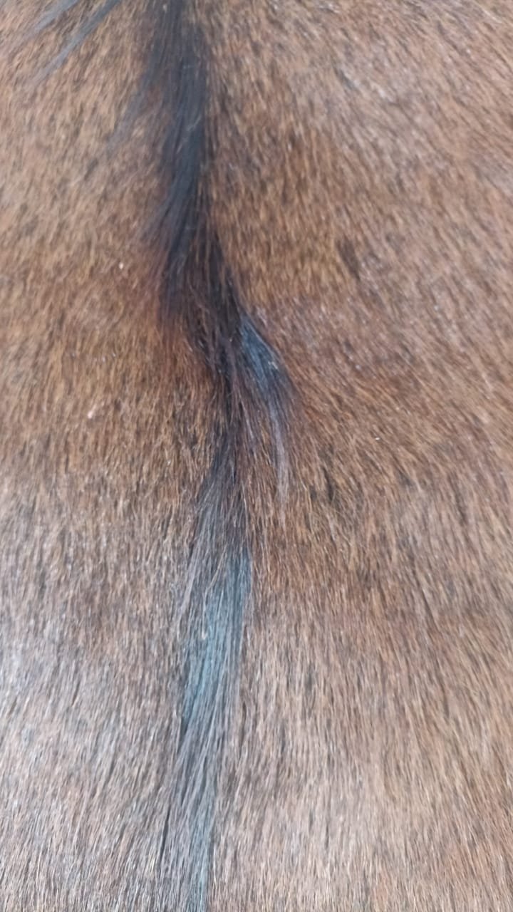 Détail du grain