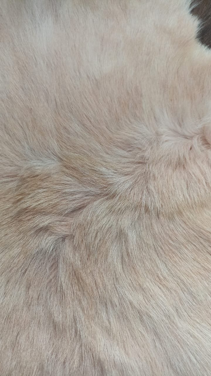 Détail du grain