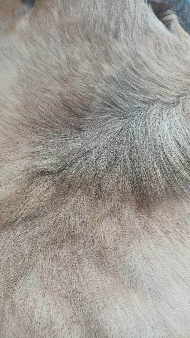 Détail du grain